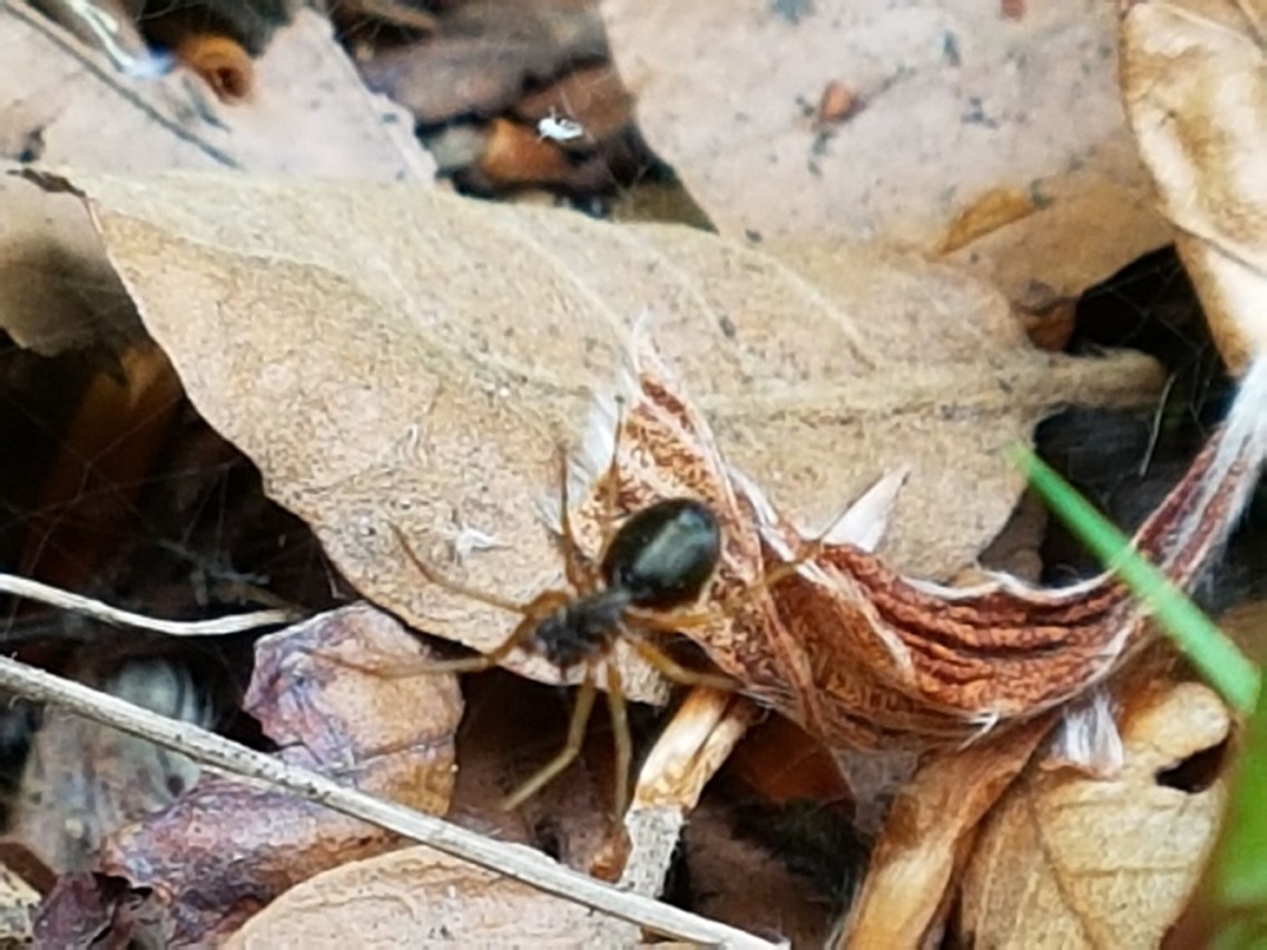 Identificazione per csmonlife: fam. Linyphiidae - Ramiseto (RE)